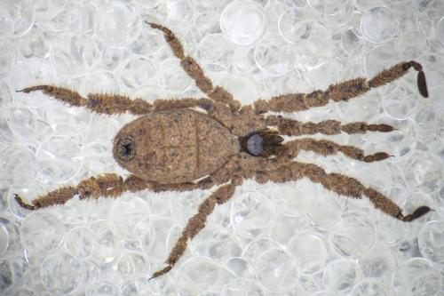 Anelasmocephalus hadzii